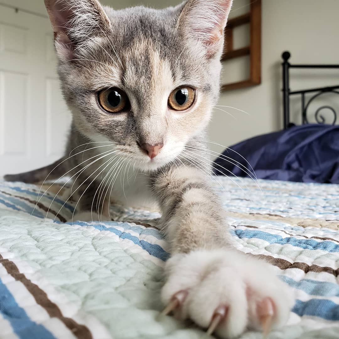 Kitten close-up